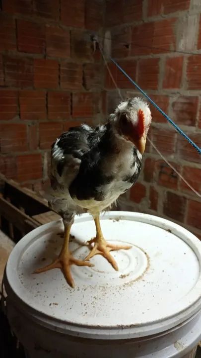 Frango gsb  - Foto 3