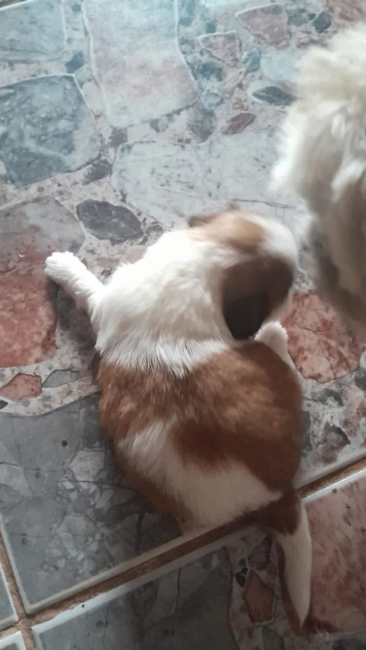 Shih Tzu filhote fofo e brincalhão