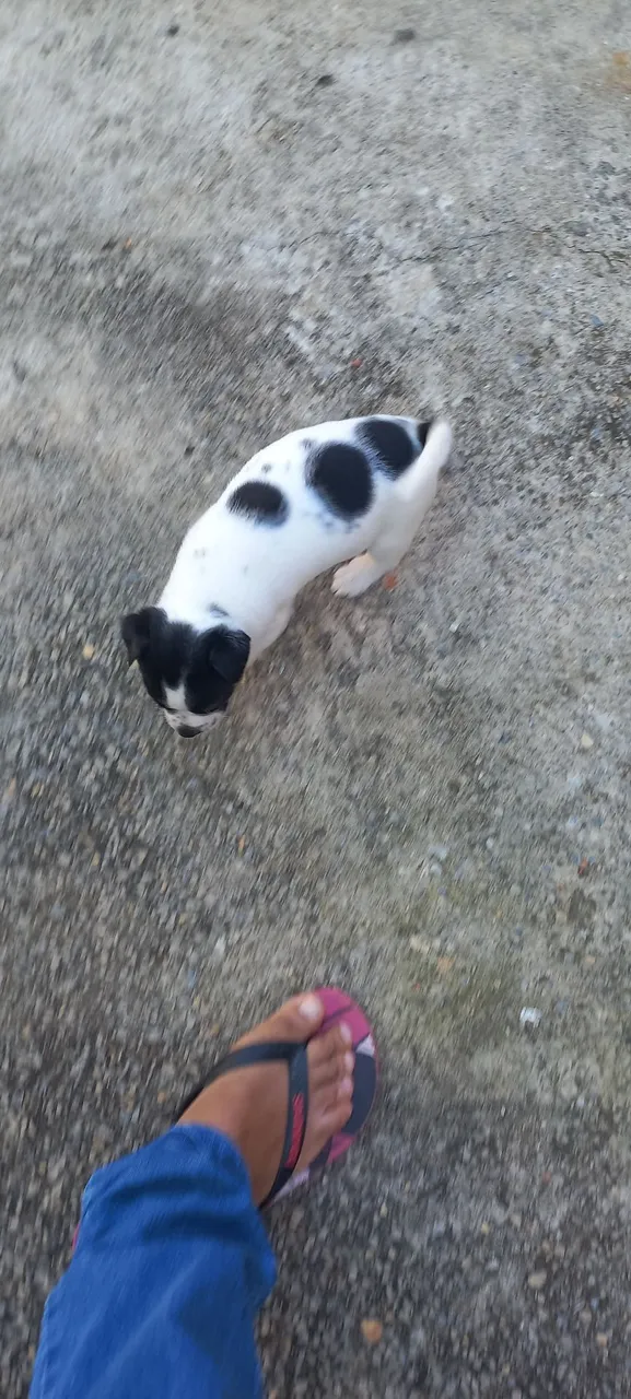 Filhote de cachorro com manchas