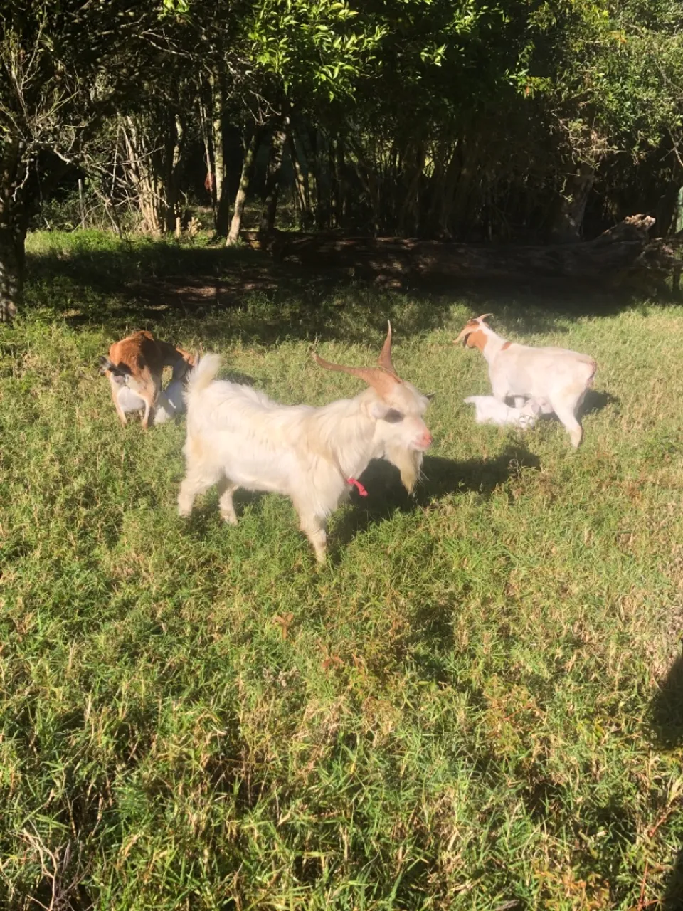 Cabras e Bodes para criação lote de 5