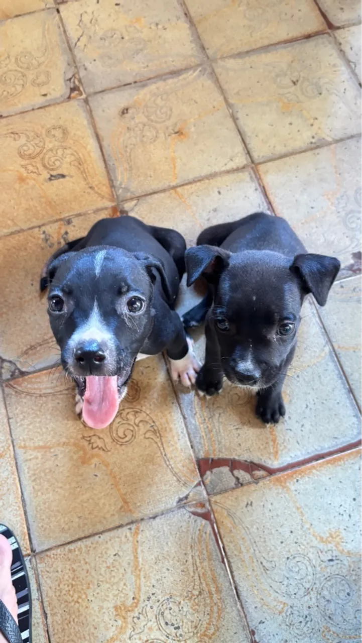 filhotes de Pitbull