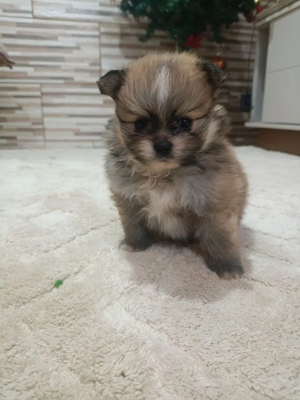 Vendo dois Spitz alemão!!! - Foto 2