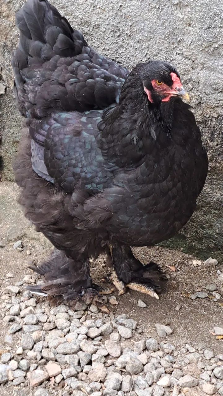 Galinha brahma  - Foto 2