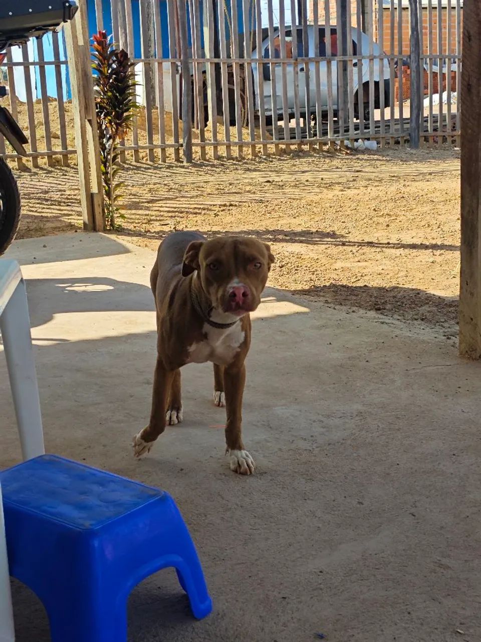 Pitbull de 5 Meses 