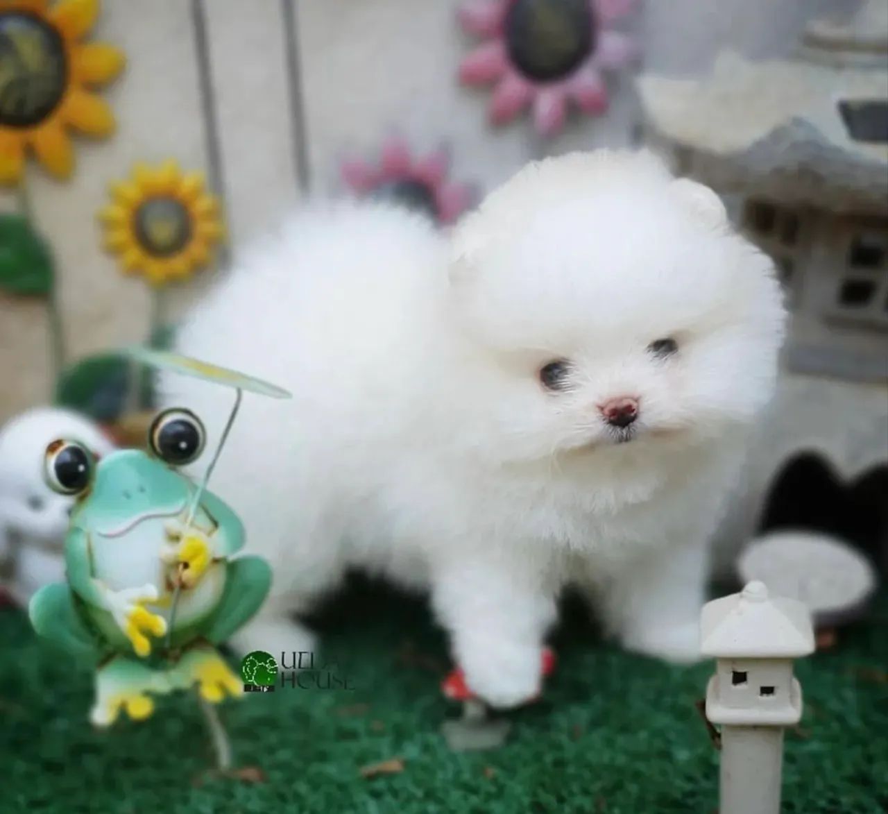 Spitz alemão  - Foto 2