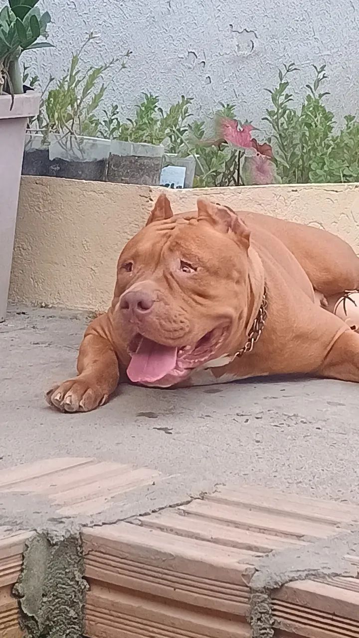 Vendo com urgência  - Foto 3