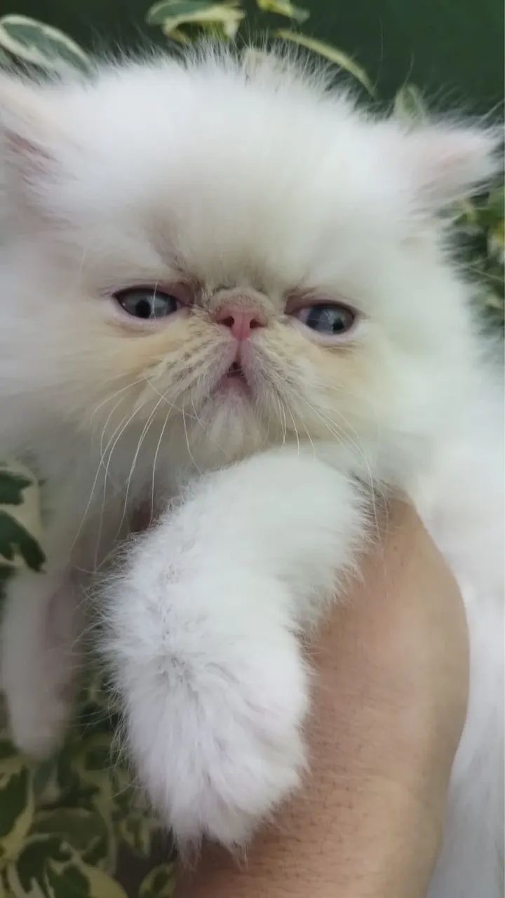 Linda persa show  - Foto 3