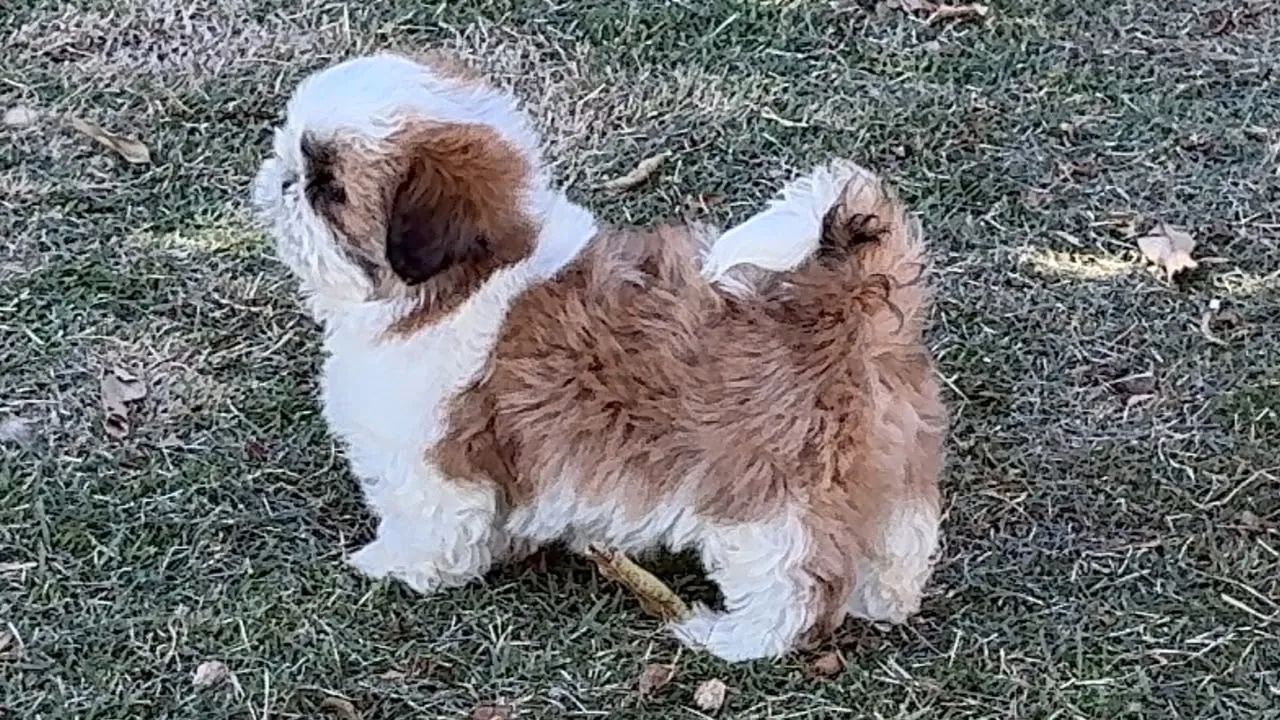 Machinho Shih tzu com pedigree  - Foto 3