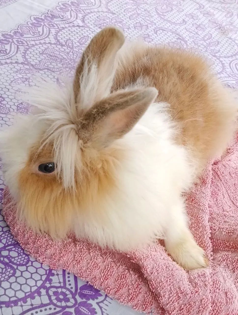 Venda de coelhos - Foto 3