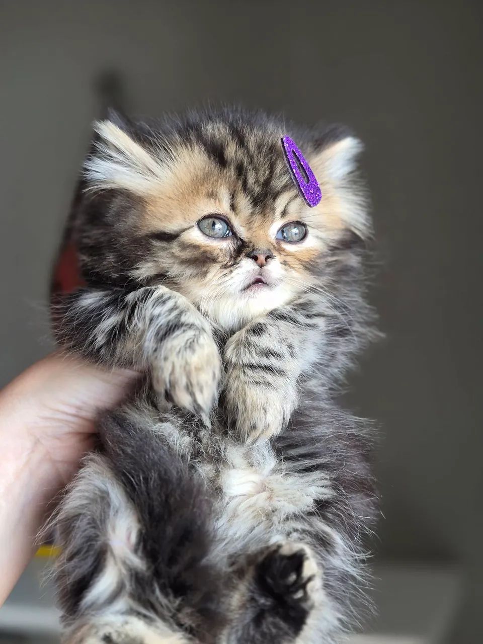 Gato Persa - Foto 2