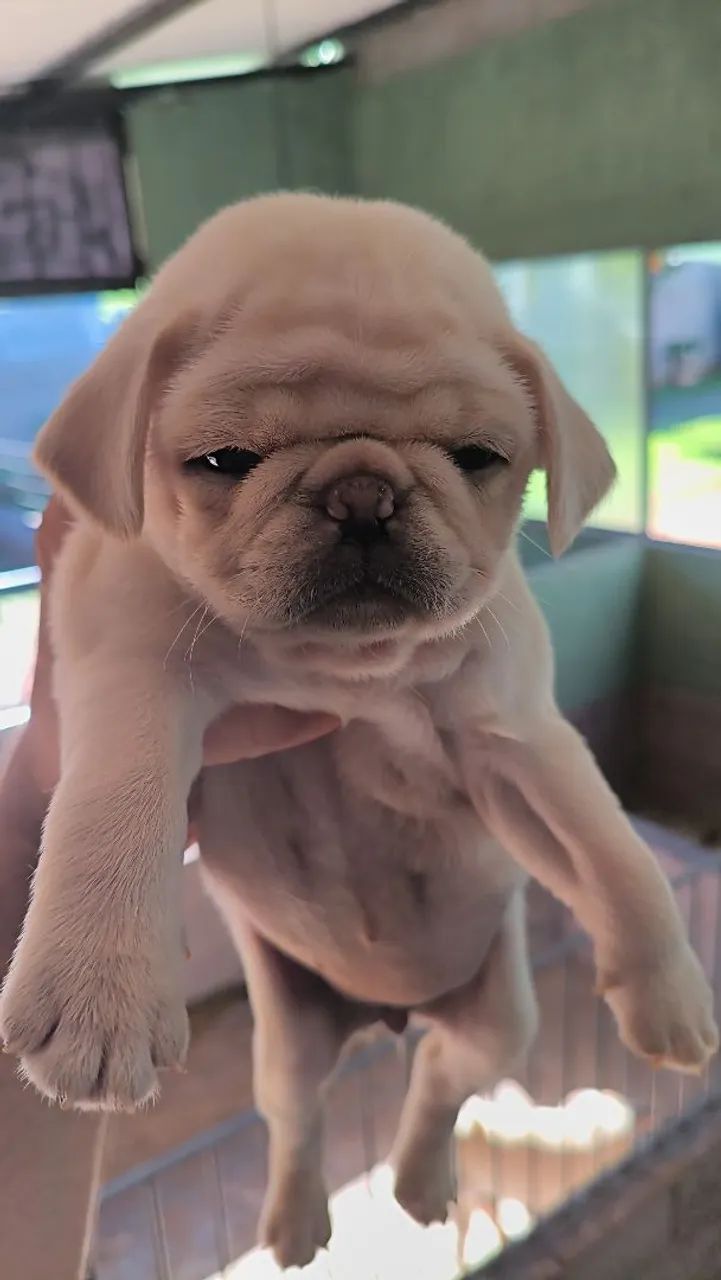 Pug