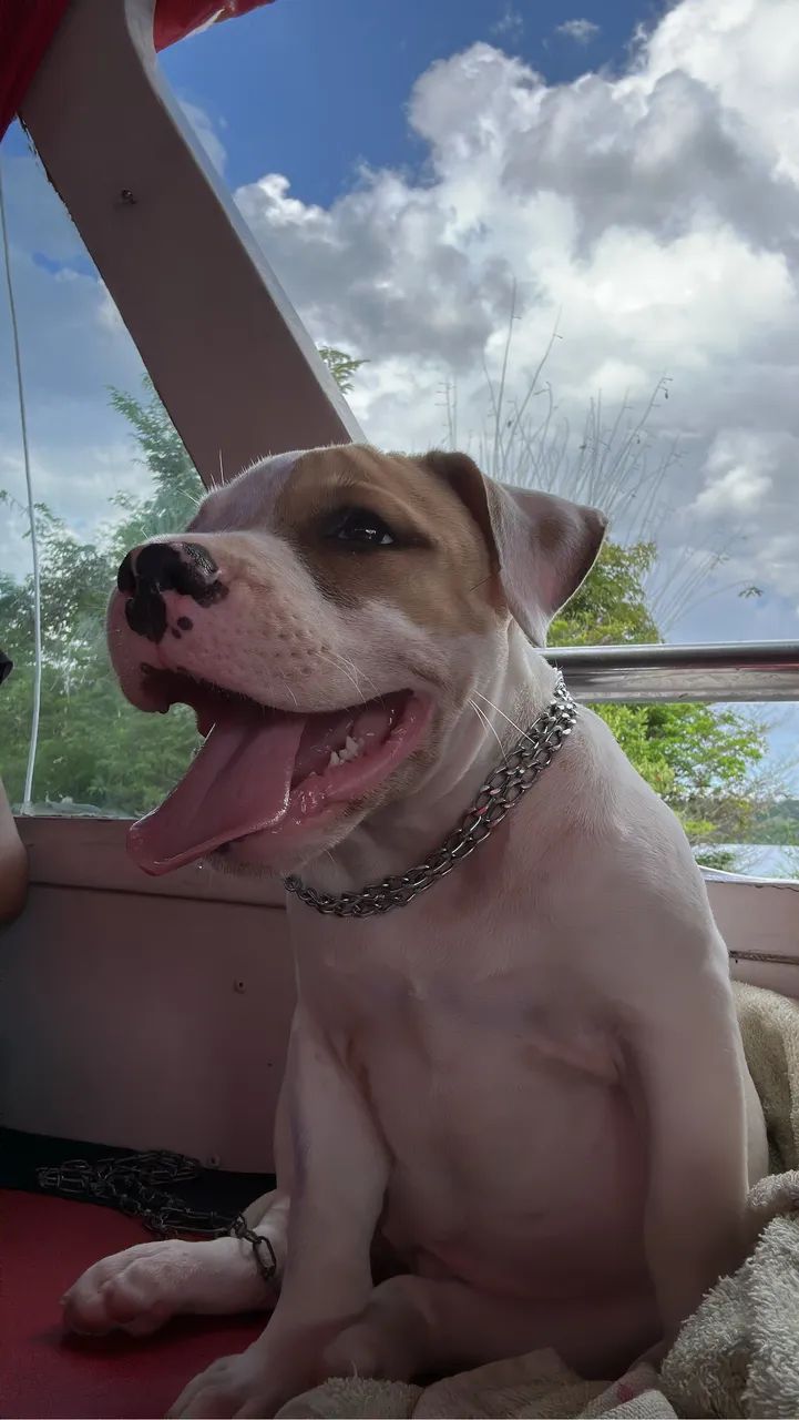Pitbul fêmea  - Foto 4
