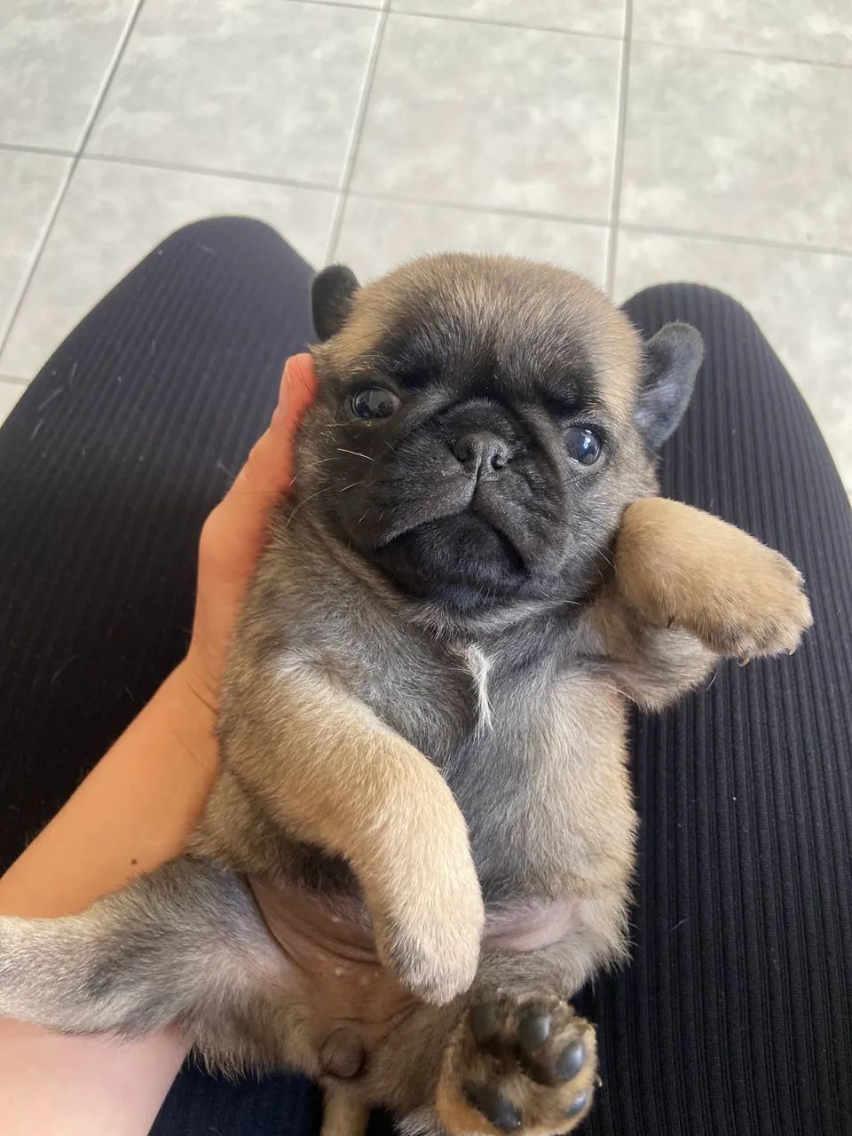 FILHOTE PUG - Foto 4