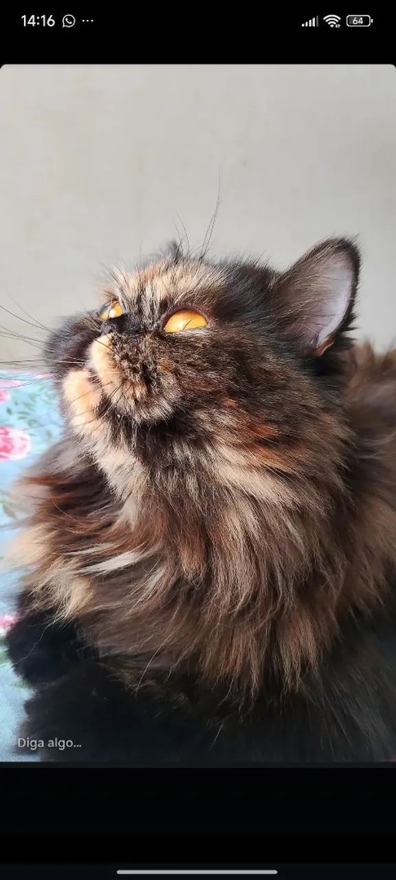 Gata Persa 