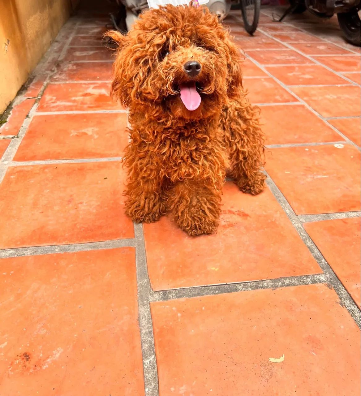 Poodle red - Foto 2