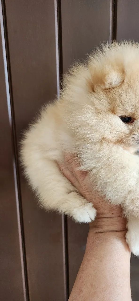 Lulu pomerania  - Foto 5