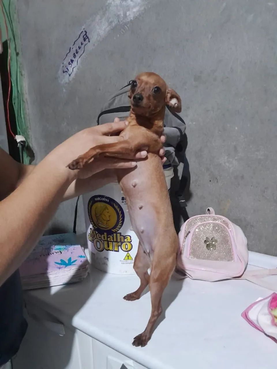 Cachorro pinscher 0 - Foto 5