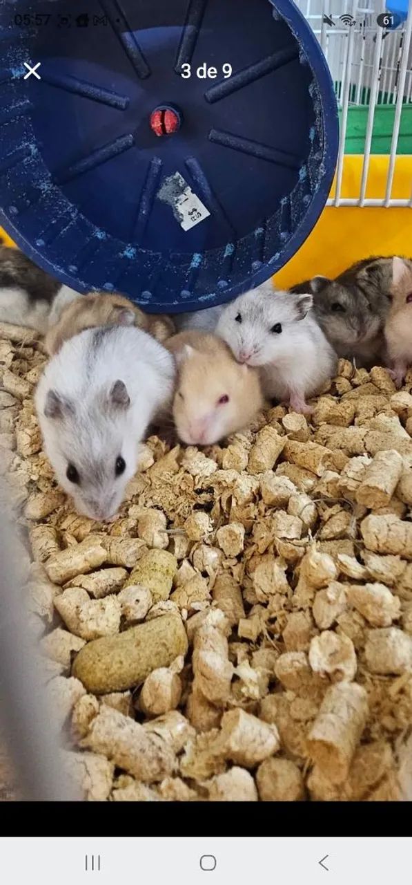 Hamsters - Foto 3