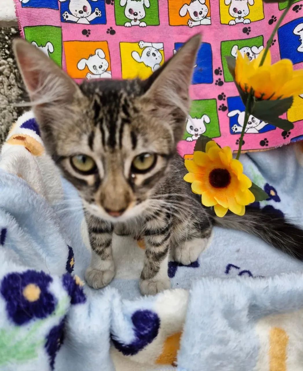 Lindas garinhas de 3 meses  - Foto 4