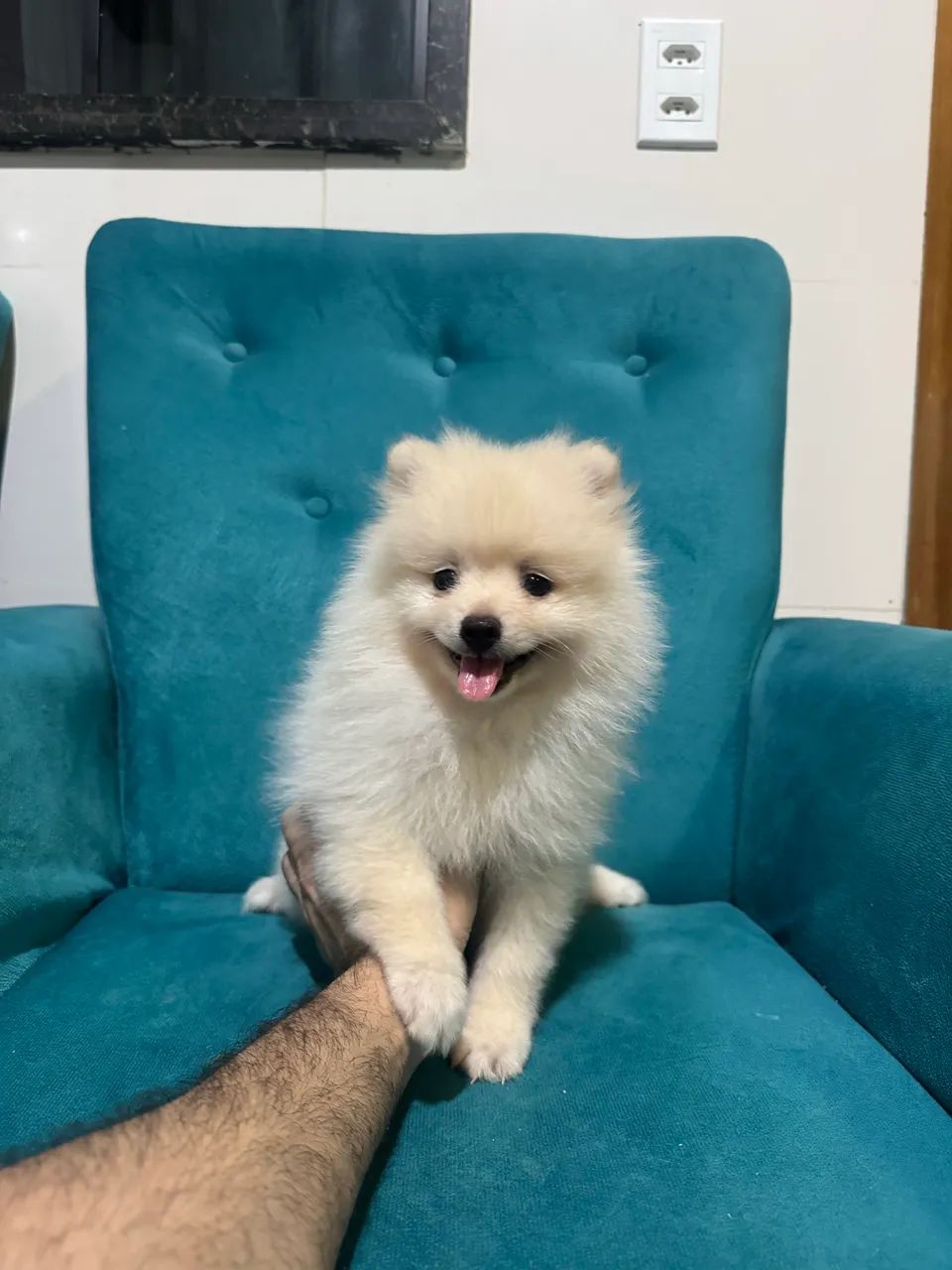 Vendo Spitz Alemão  - Foto 2