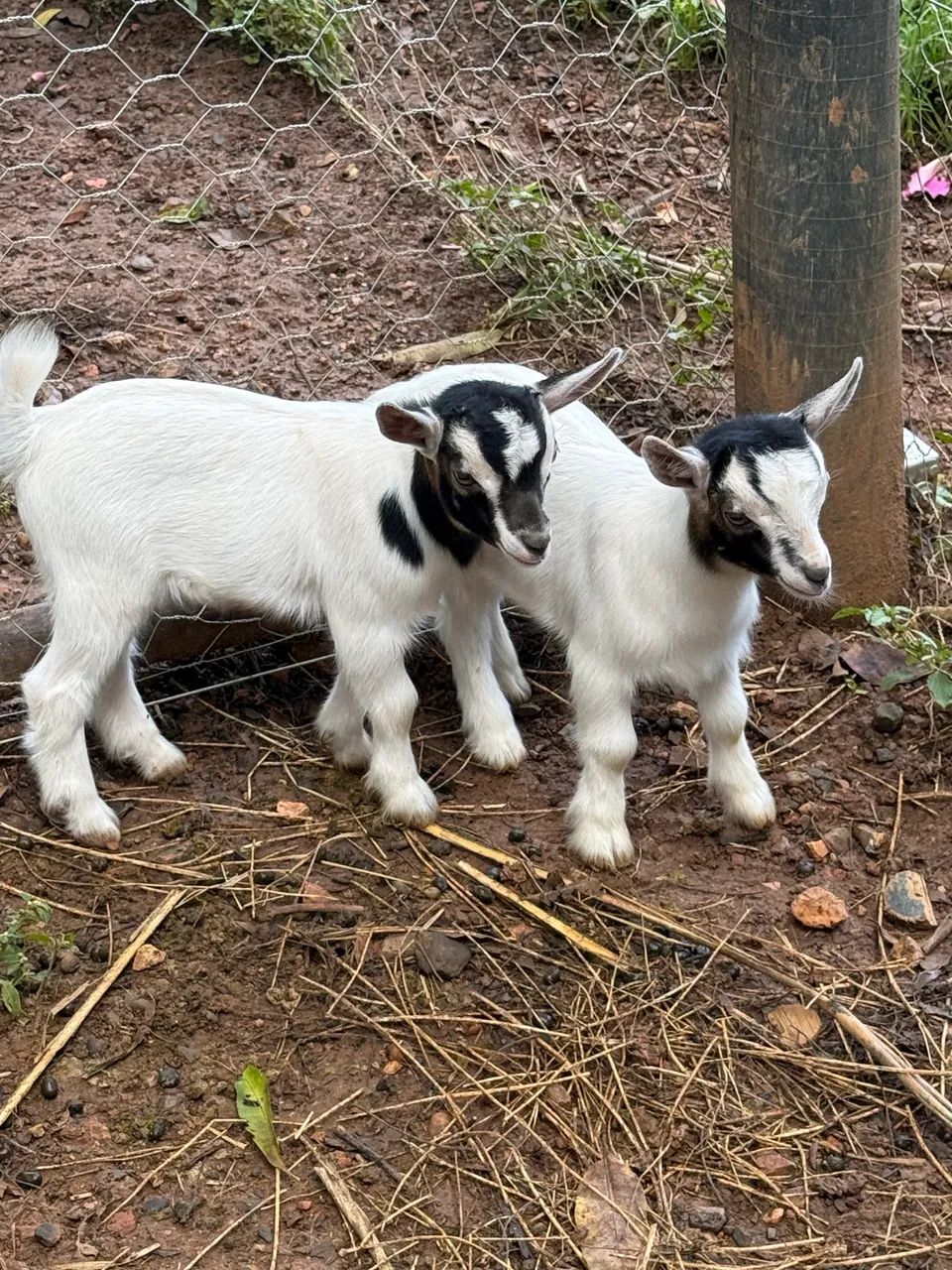Mini cabras (mini bode, mini animais) 