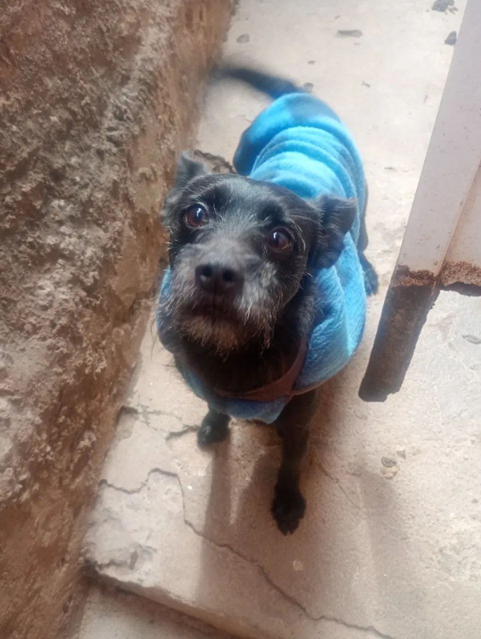 Cachorro para doação  - Foto 2