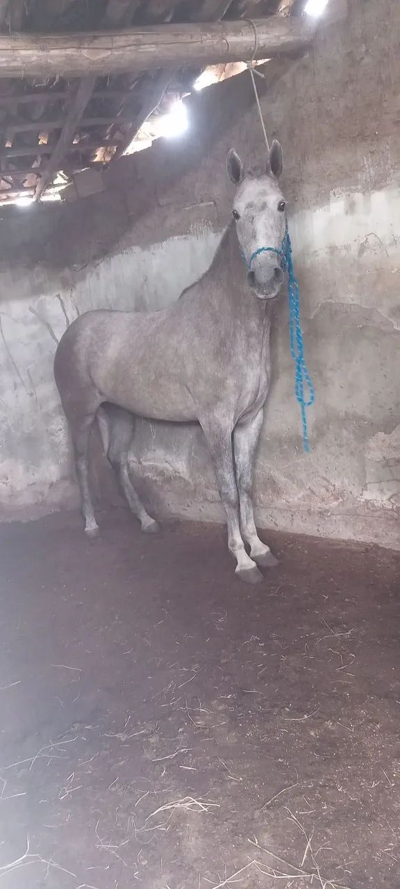 Cavalo 