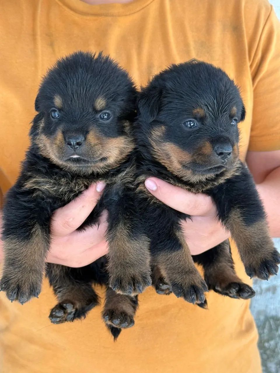 Filhotes de Rottweilers  - Foto 4