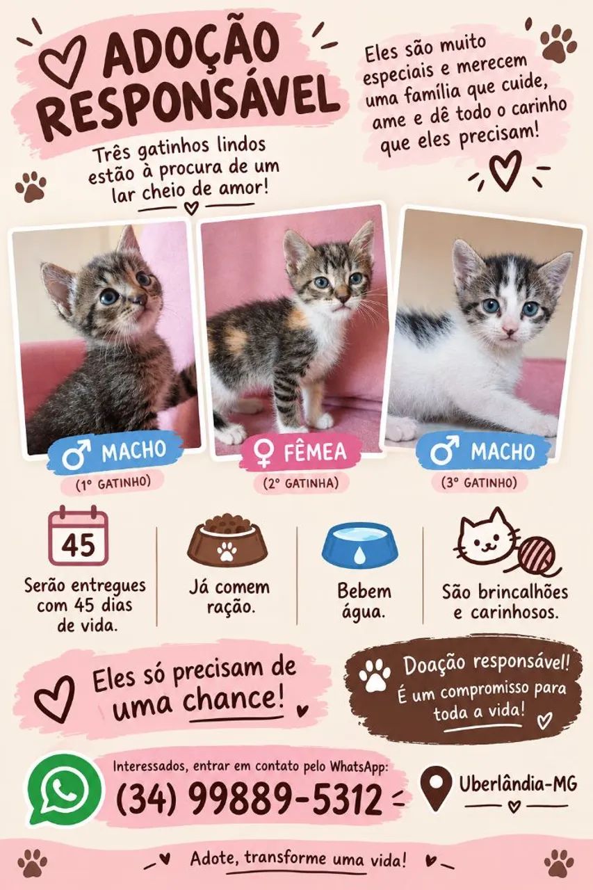 Gatinhos para doação 