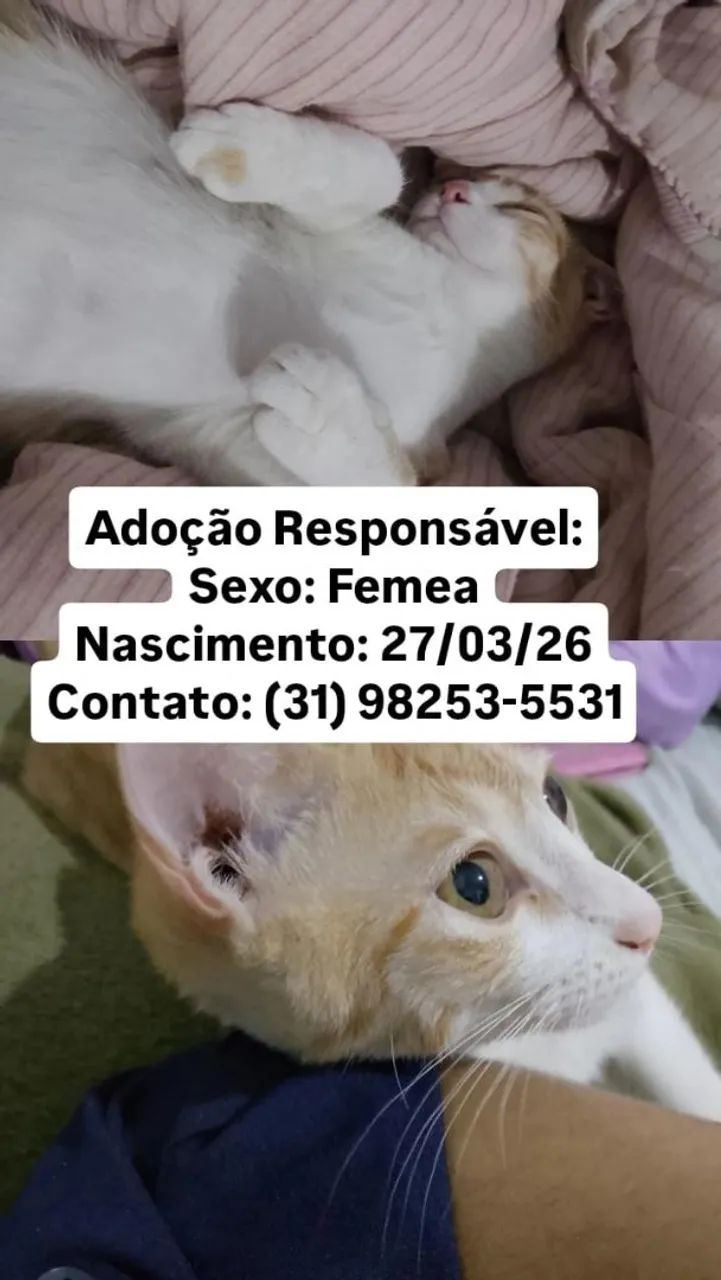 Doação de gatos  - Foto 4