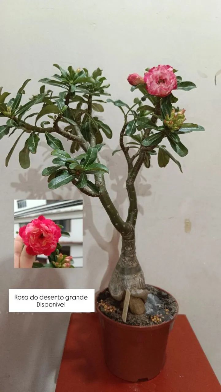 Enxertos de RDS