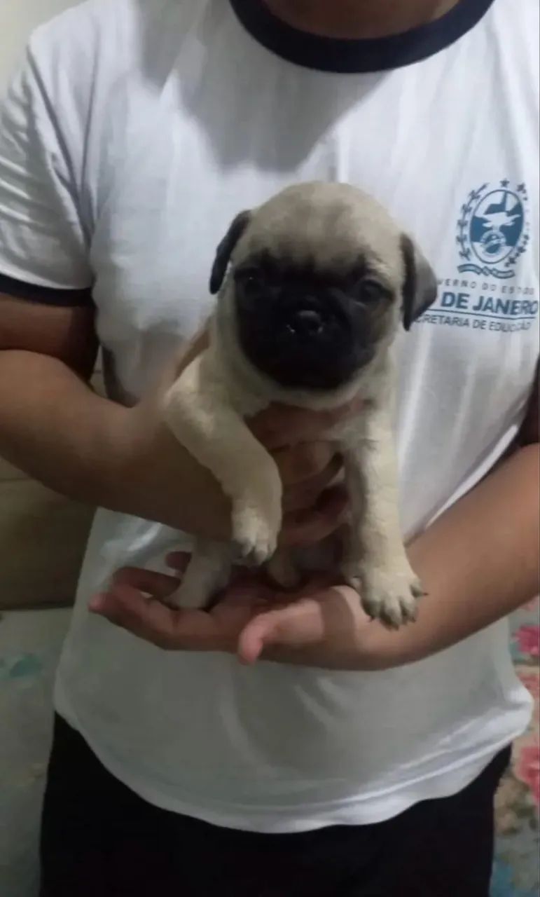 Pug abricot  - Foto 5