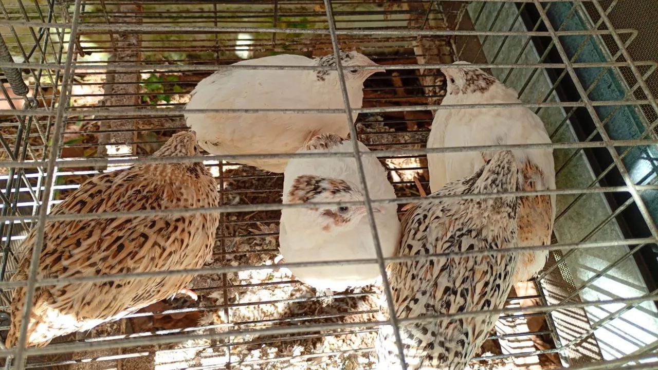 Codorna Gigante  - Foto 2