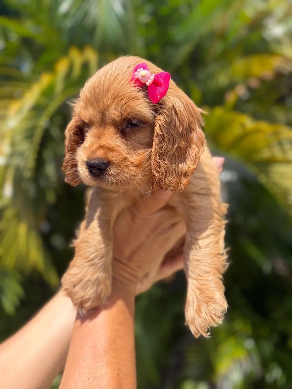 Cocker Spaniel fêmea  - Foto 4