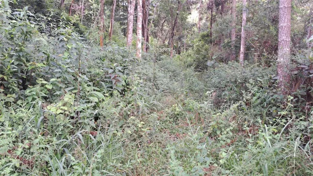 Terreno à venda em Mato dentro - SP - Foto 2