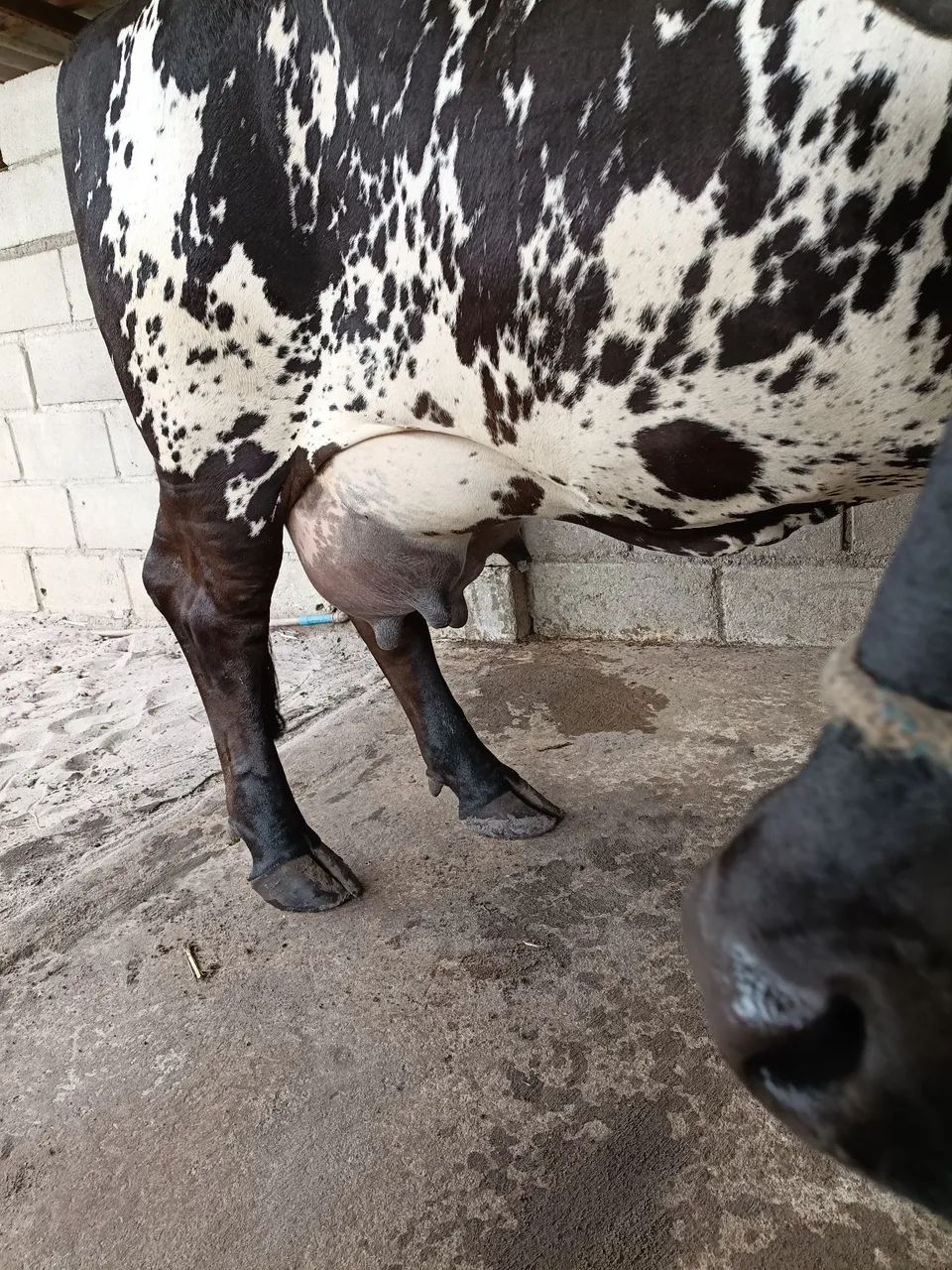 Mini Vacas de Leite - Foto 5