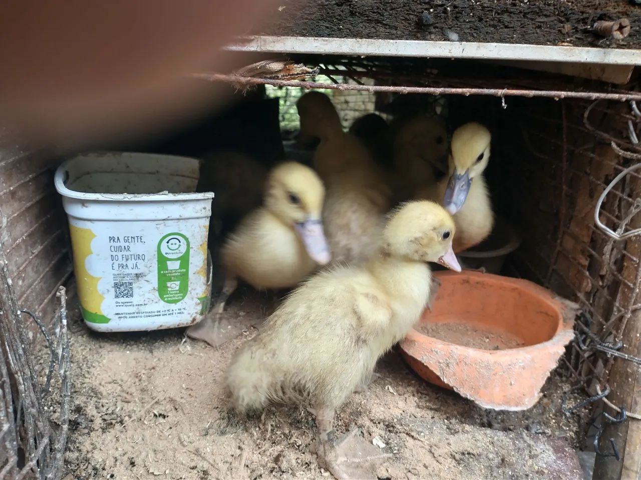 Patinhos com boa idade , espertos e com preço promocional - Foto 5