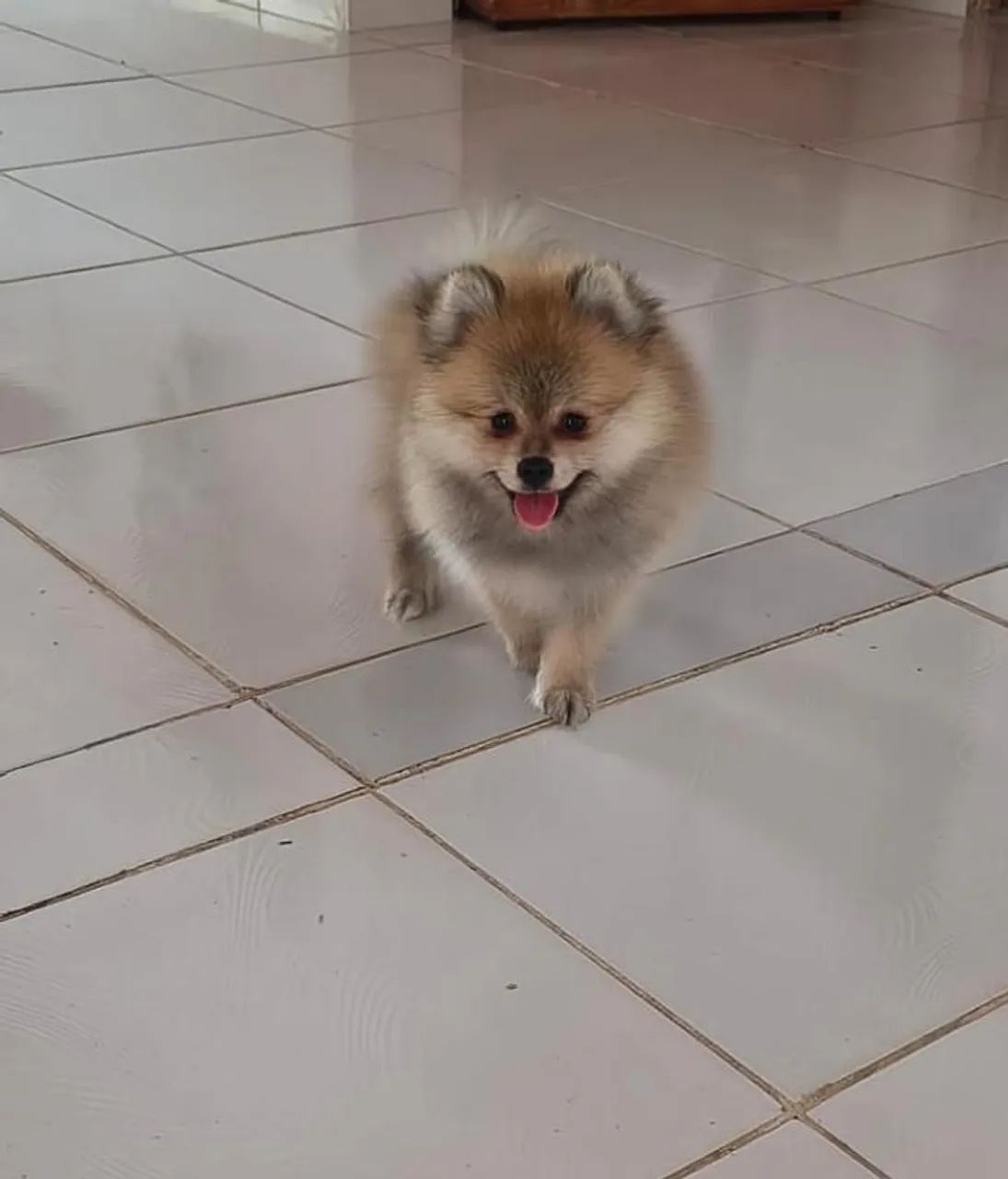 Spitz alemão 