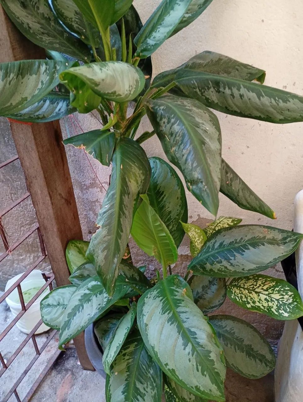 Vendo Planta Comigo ninguém pode  - Foto 3