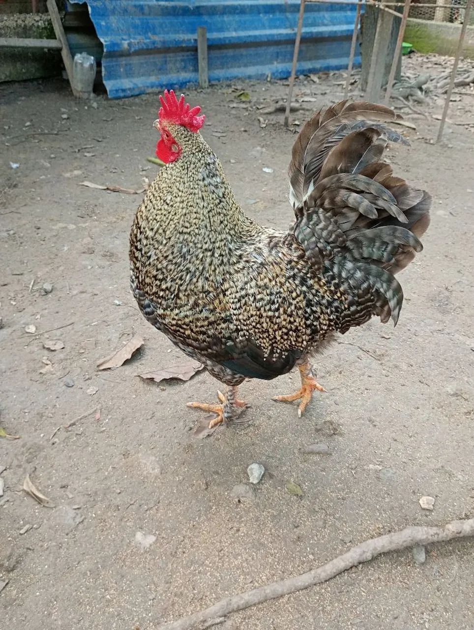 Frango carijó com ótima genética  - Foto 2