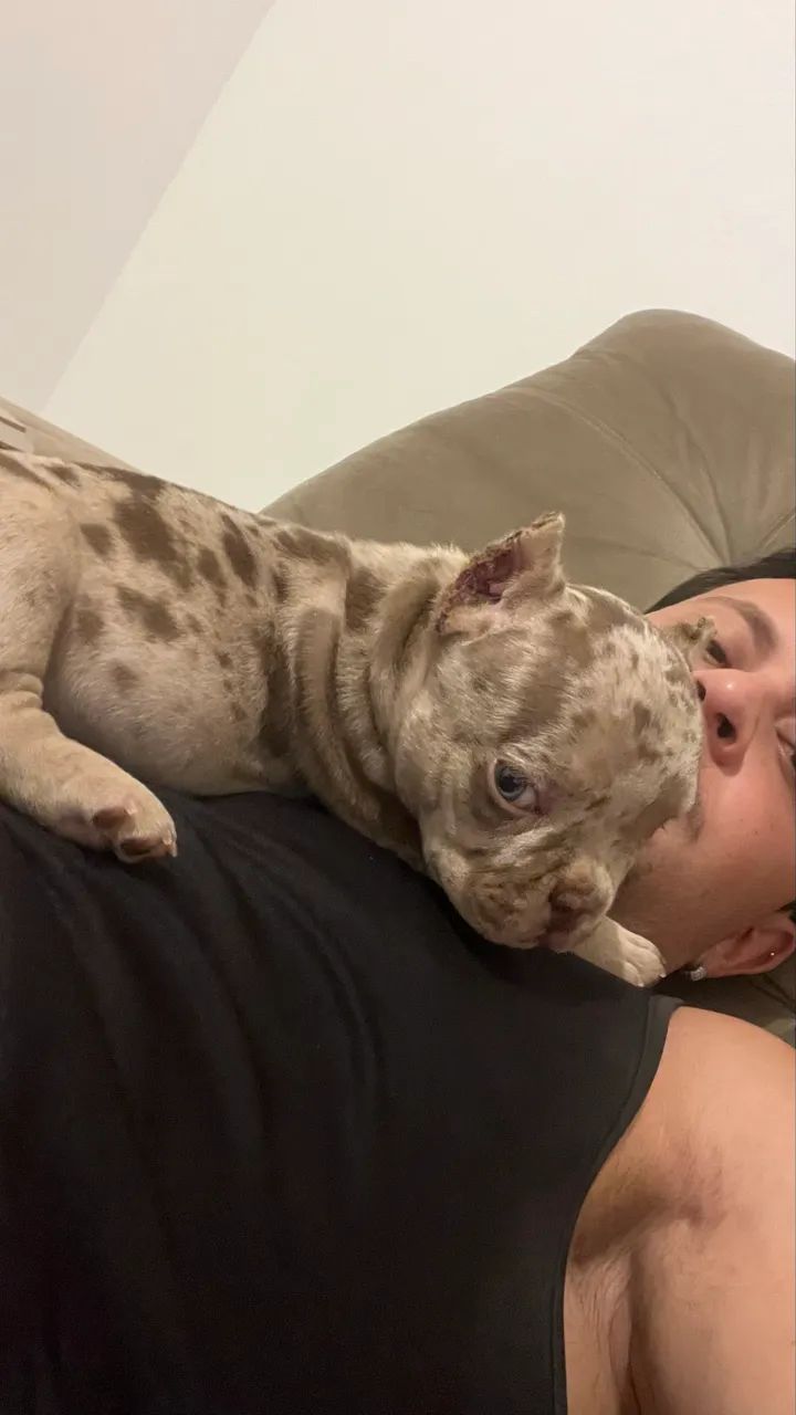 AMERICAN BULLY NANO - EXOTIC - Foto 4