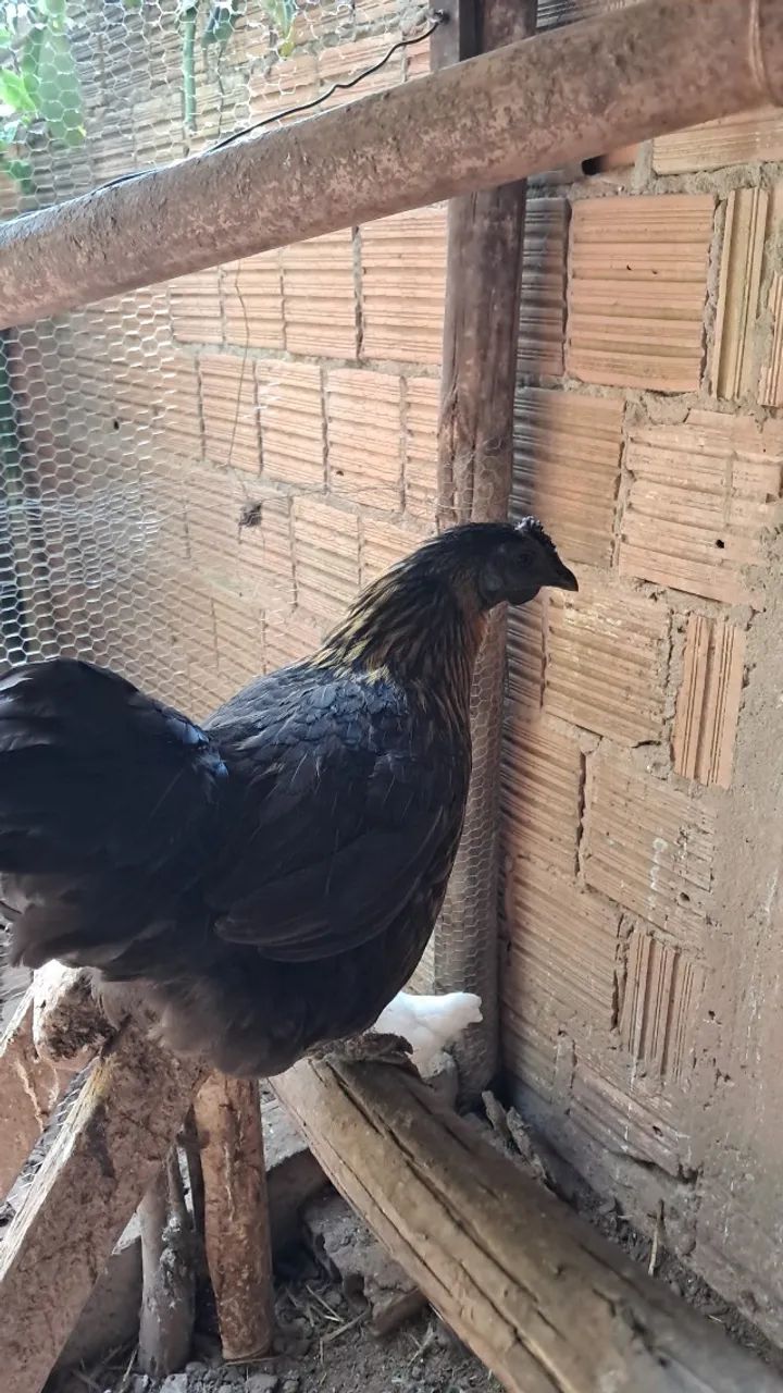 Galos e galinhas Garnizes  - Foto 3