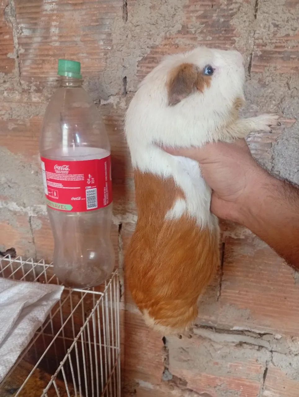 Cui peruano gigante disponíveis leia o anúncio 