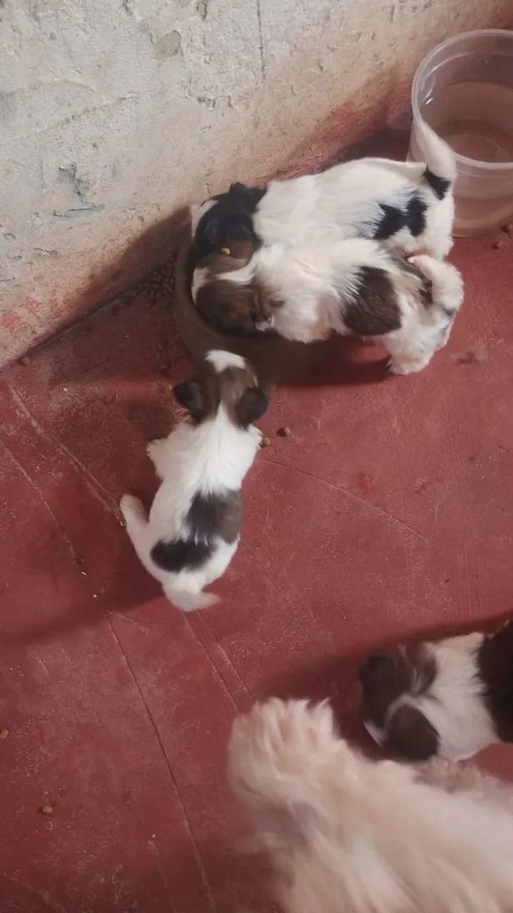 Cachorro  - Foto 3