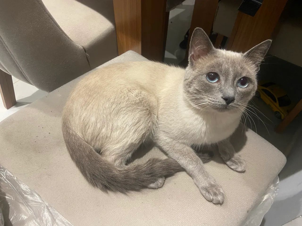 Doação gato - Foto 5