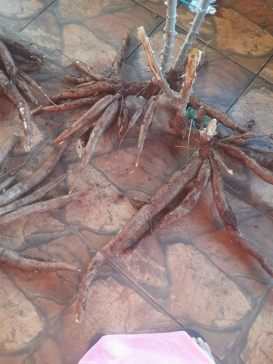 Vendo mandioca com casca 