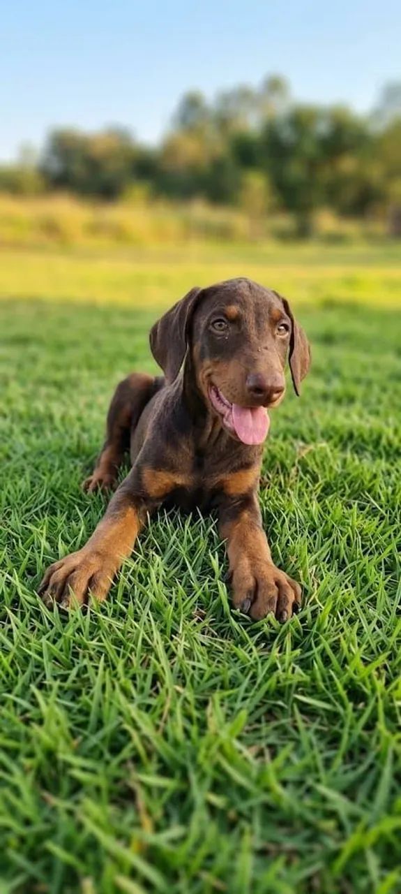 Filhotes de Doberman disponíveis  - Foto 2
