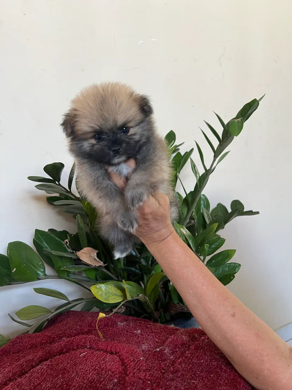 Cachorro - Foto 4