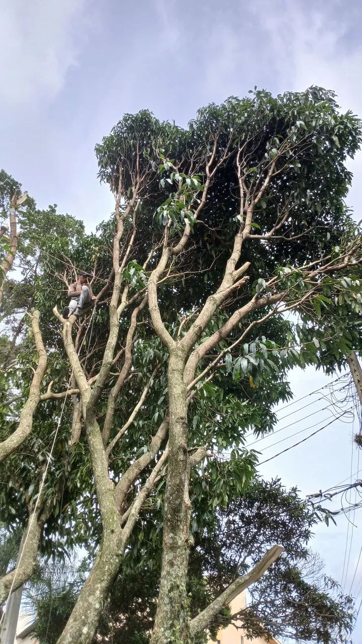 jardinagem e podas de arvores - Foto 2