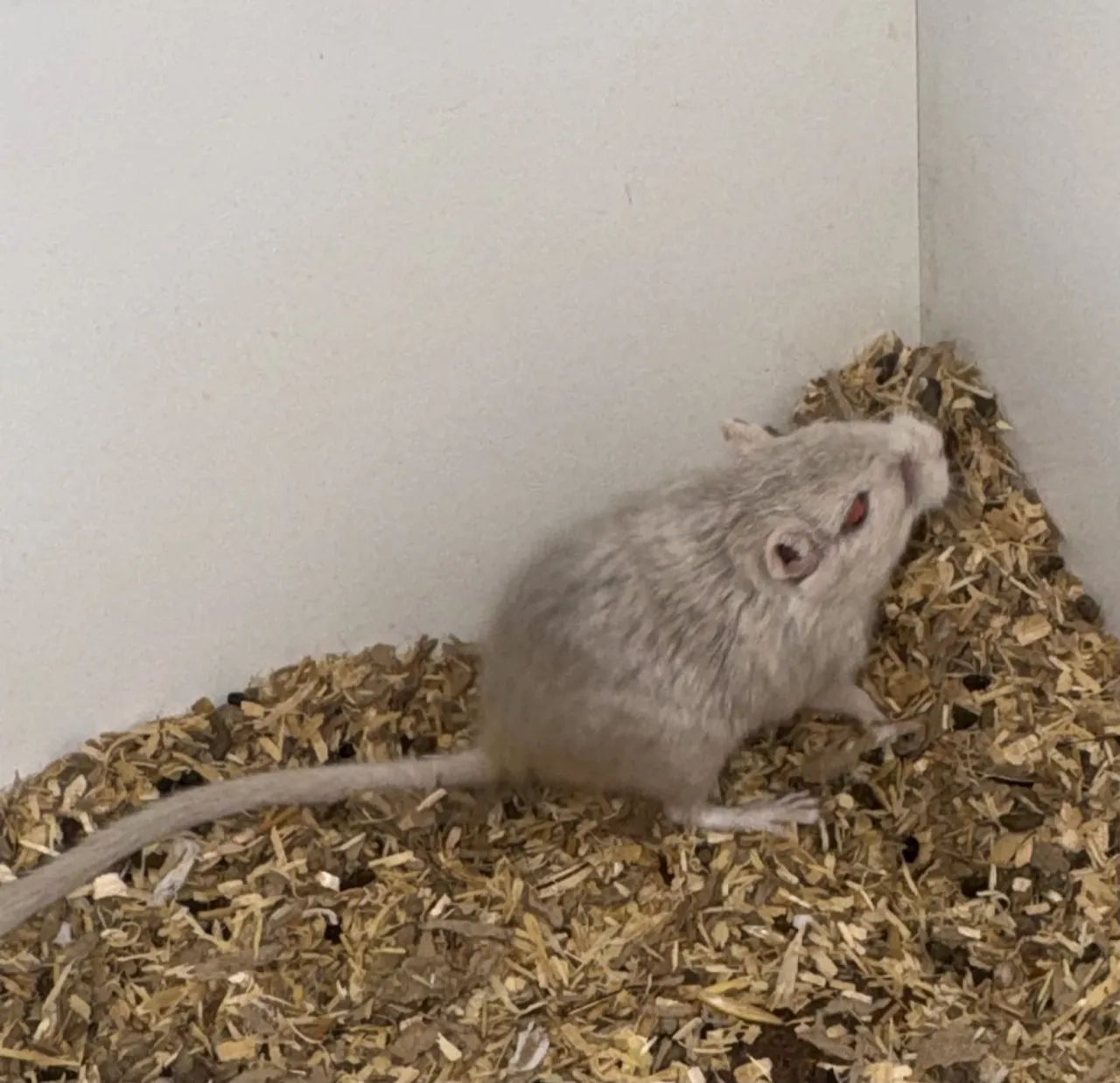 Esquilo da Mongólia/ gerbil/ gerbo - Foto 5